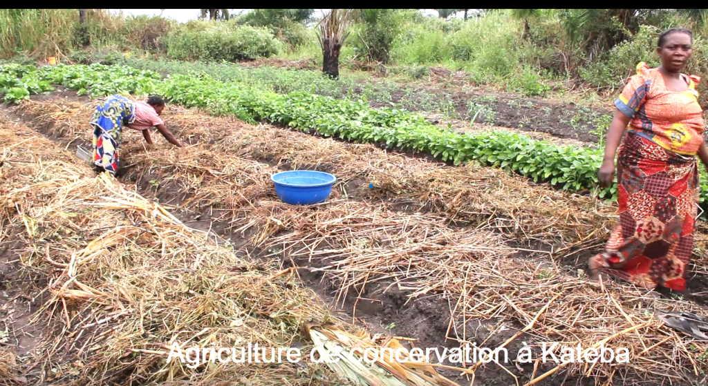 Projet 148-030-1018 ZG (Agro-écologie): la production d’arachide en toutes saisons rendue possible grâce à l’agriculture de conservation initiée par la Caritas – Développement Kongolo