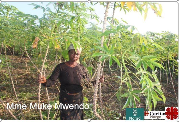 Projet SECAL : Le manioc de la variété BUTAMU refait son apparition dans la communauté grâce au savoir – faire de Madame MUKEMWENDO