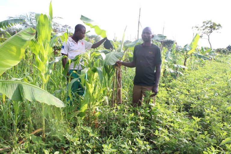 L’association des cultures améliore la production agricole : Témoignage de Monsieur Adalbert, exploitant agricole de Luhonga